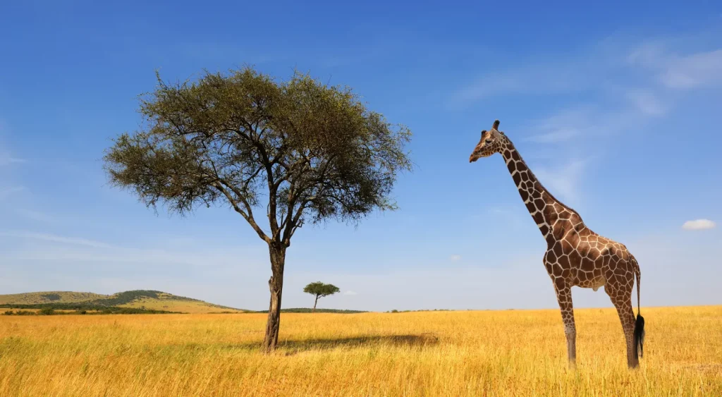 Tanzania Safari