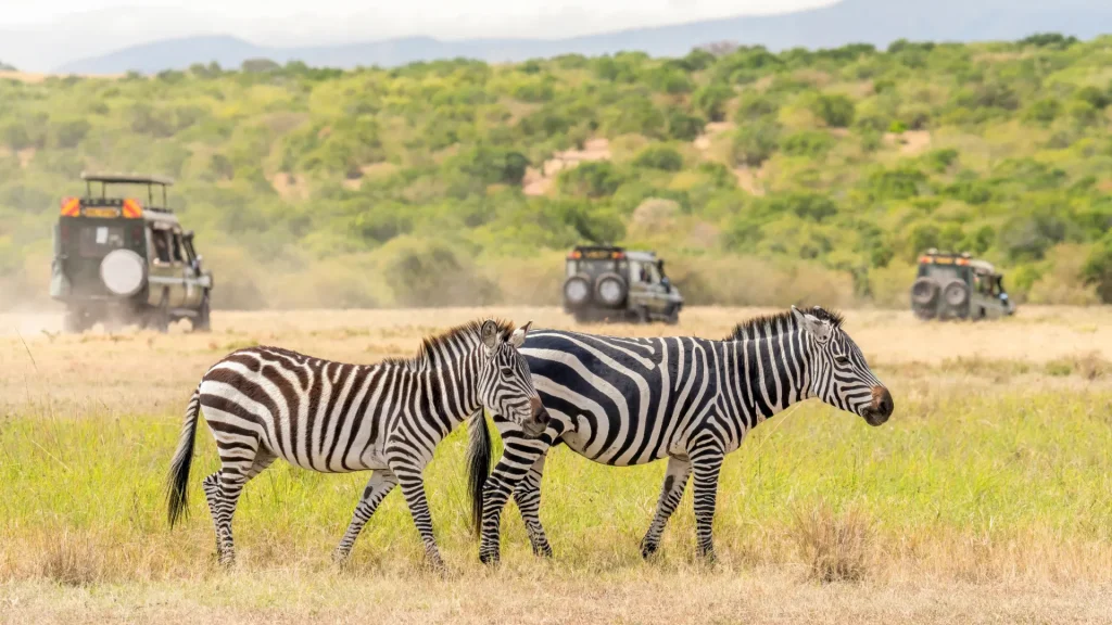 Capturing the Magic of Tanzania: Stories from Fellow Travelers