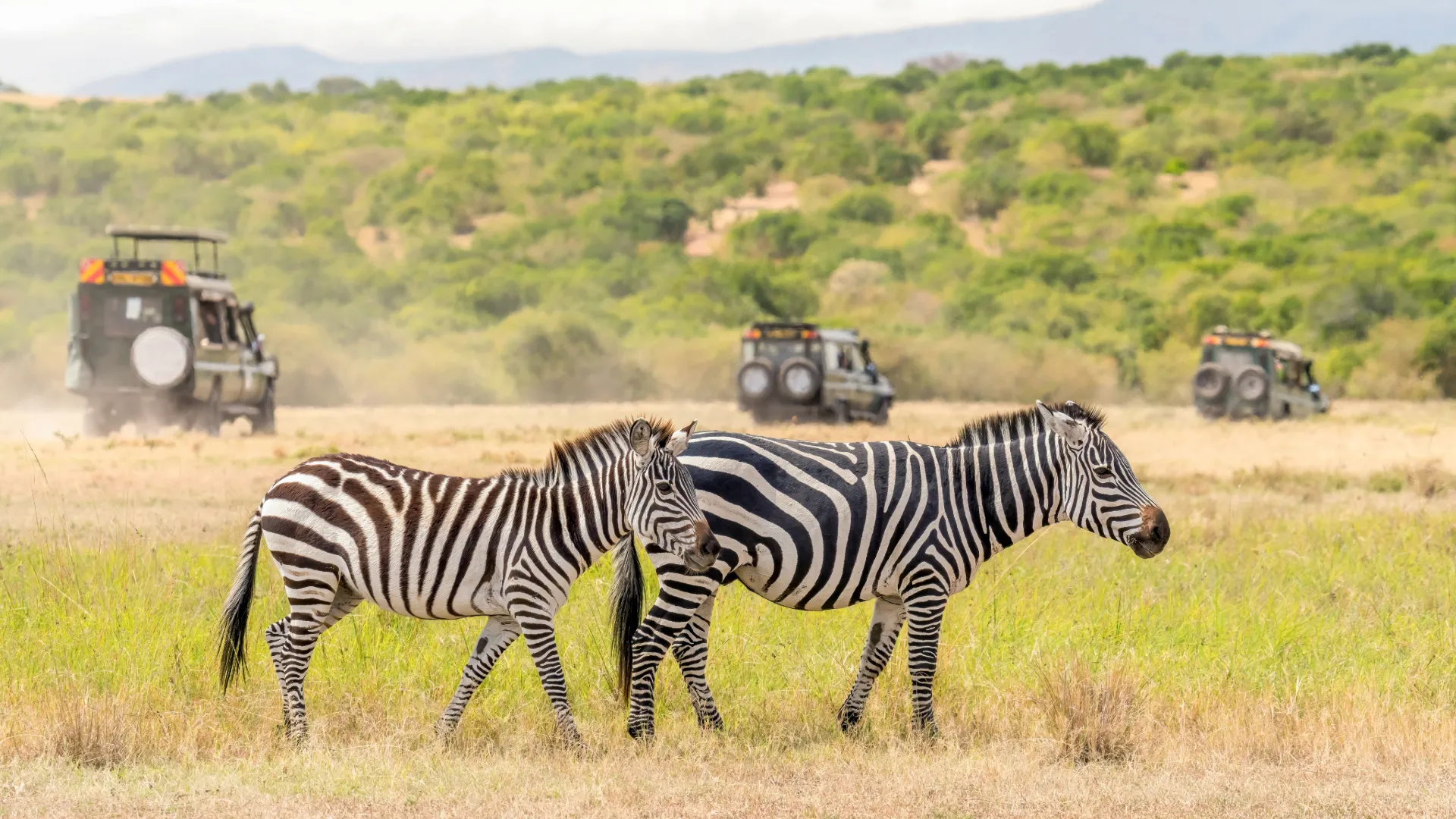 Capturing the Magic of Tanzania: Stories from Fellow Travelers