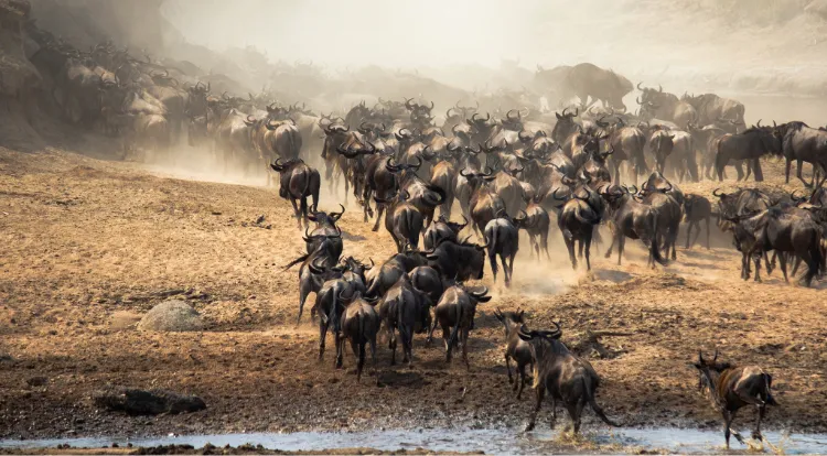 Serengeti Migrations
