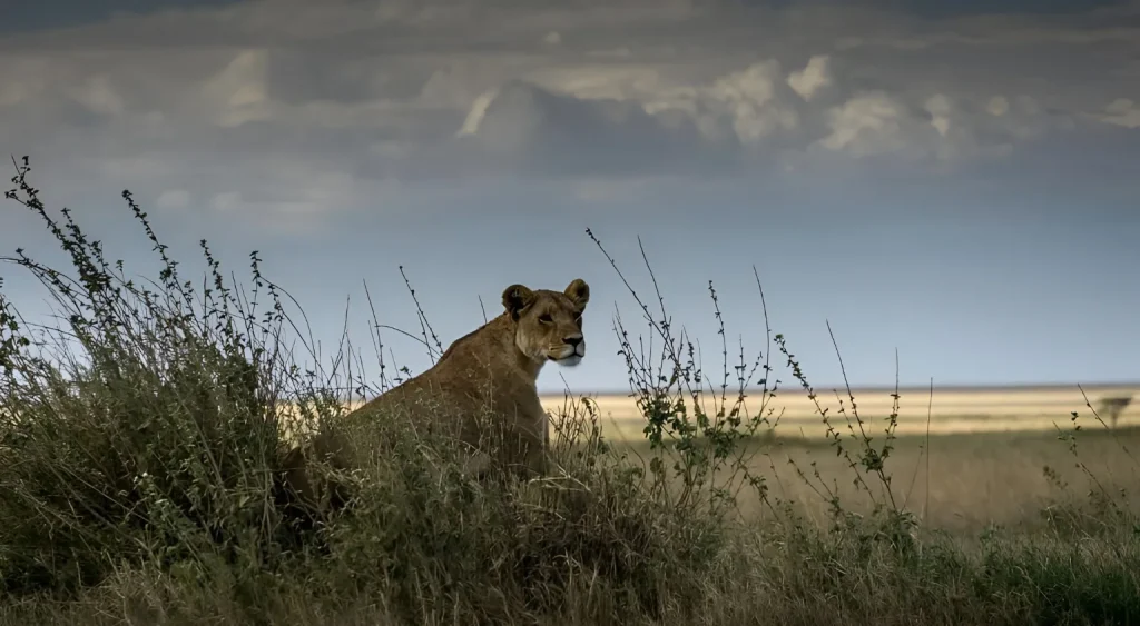 Tanzania Wildlife Experience