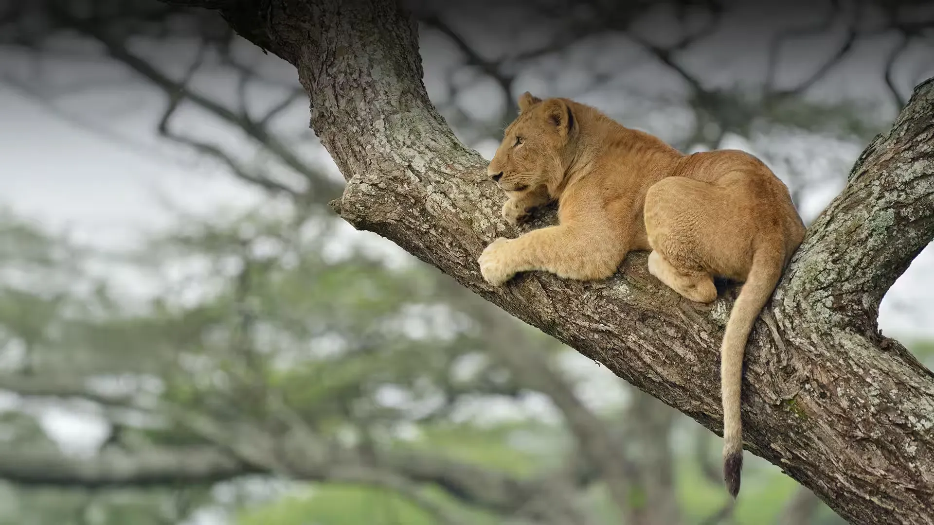 From Tree-Climbing Lions to Large Plains: Serengeti or Lake Manyara?