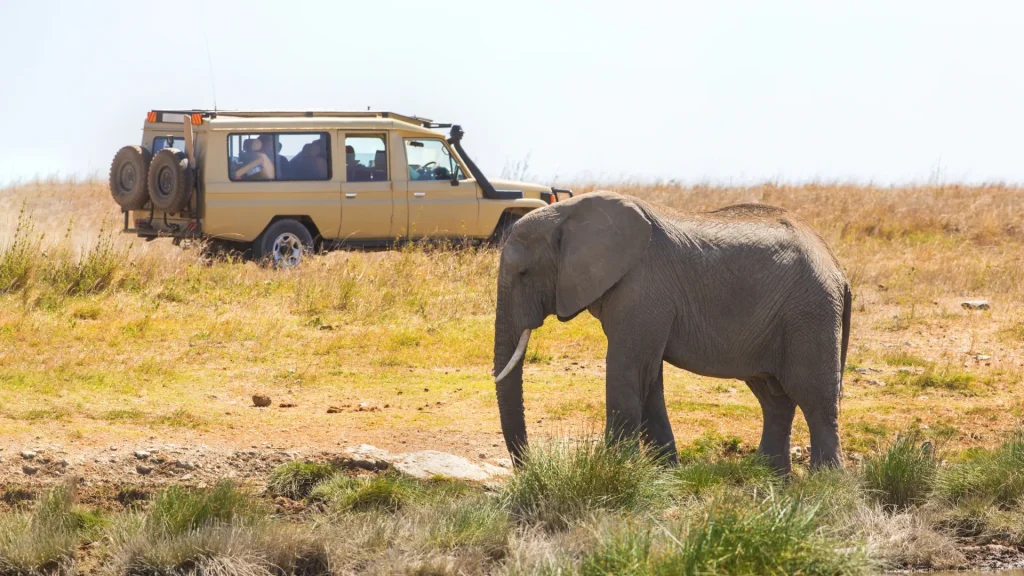 How to Experience Tanzania’s Wildlife Like a Local Traveler