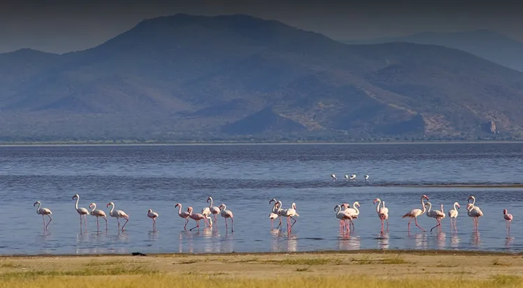Lake Manyara National Park