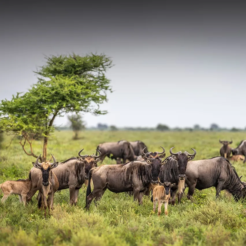Safari Tours in Tanzania