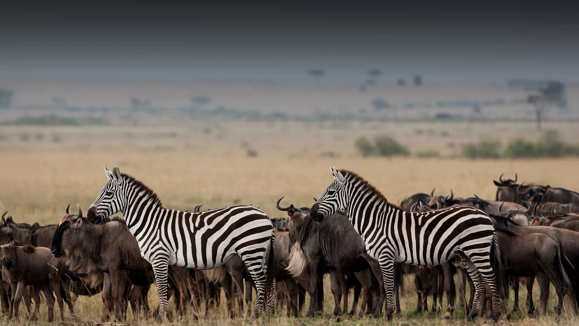 Serengeti or Masai Mara? Which is Right for Your 2026 Safari?