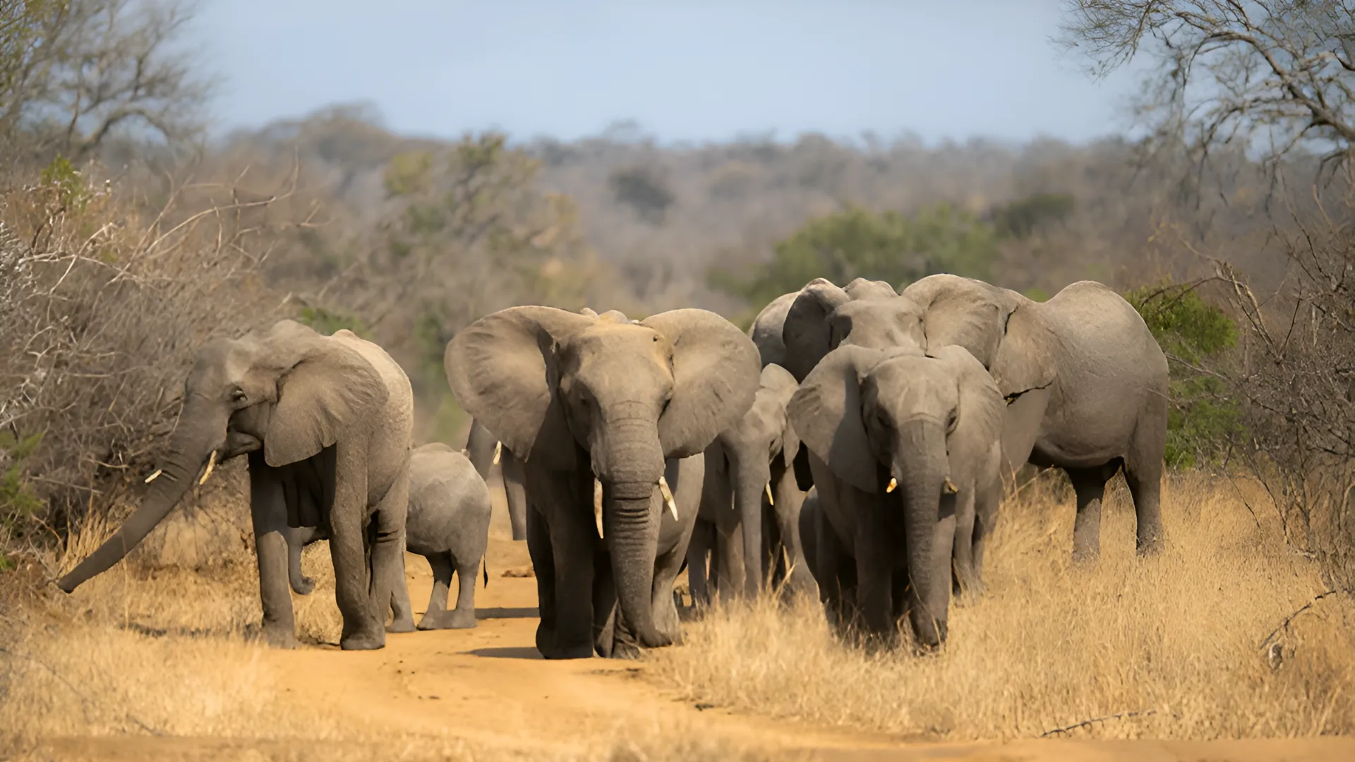 Tarangire Against Serengeti – Elephant Havens and Endless Wilderness