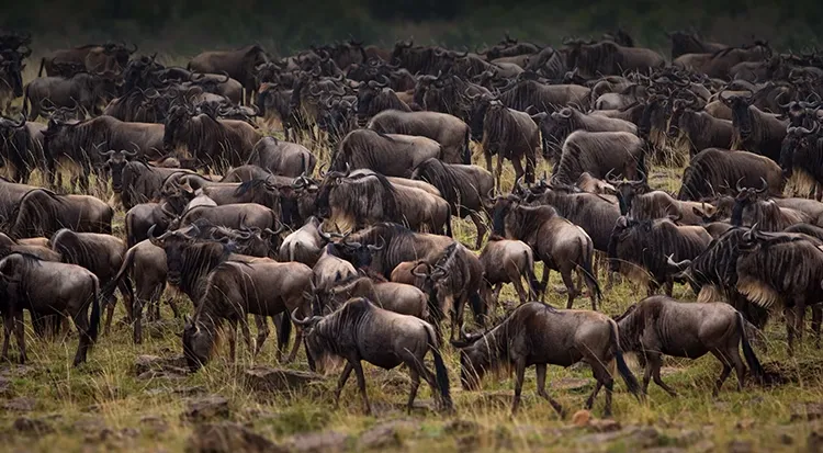 Great Migrations Safari