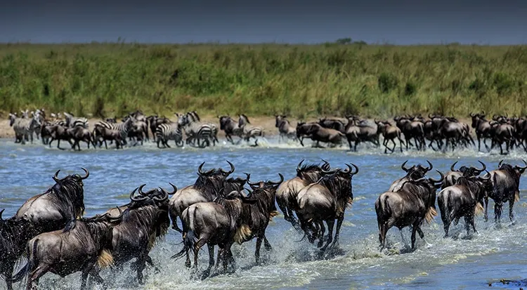 Serengeti Migrations