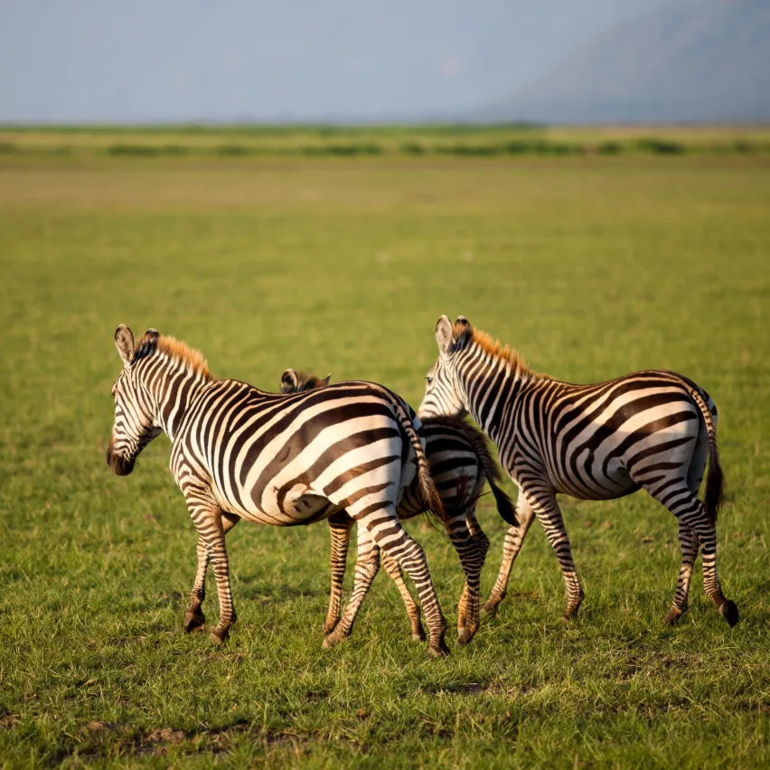 Lake Manyara