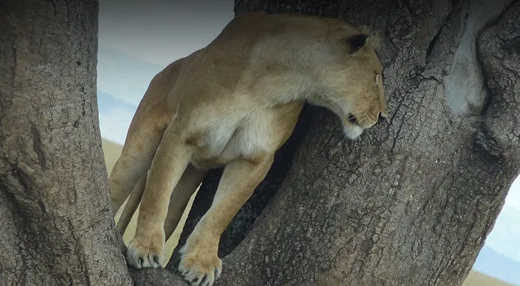 Tanzania Safari Tours