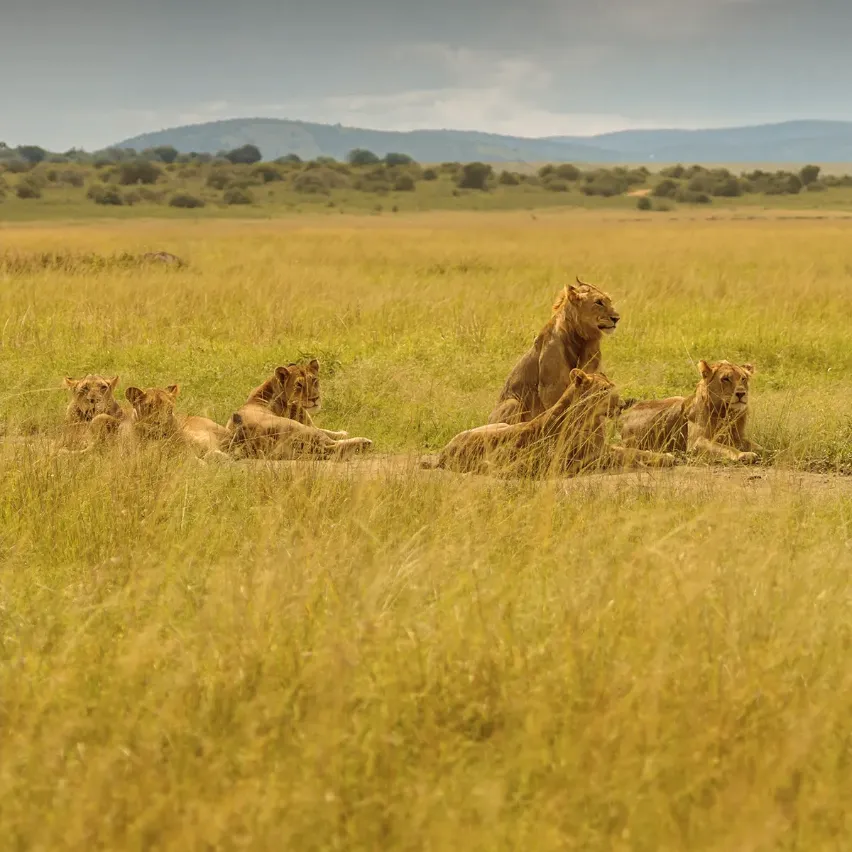 Tanzania Safari Tours