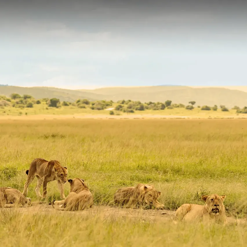 Tanzania Safari Tours