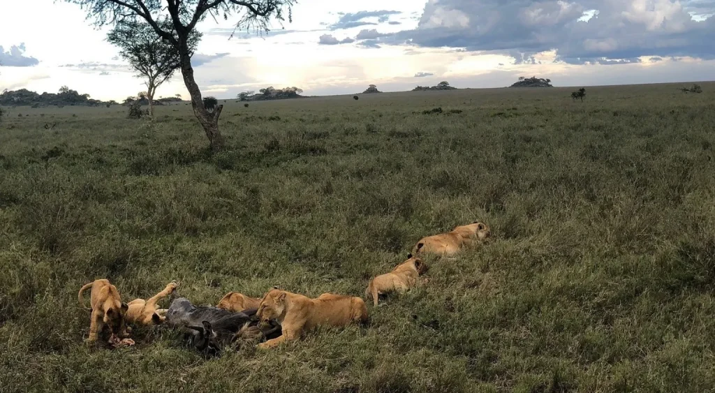 Tanzania Wildlife Safari