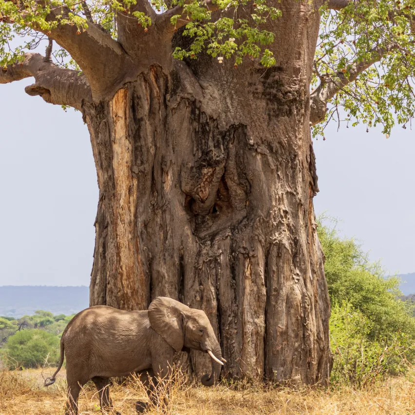 Tanzania Safaris Tours