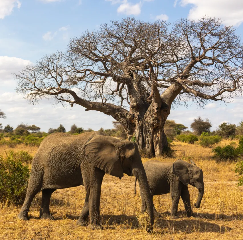 Tanzania Safaris Tours