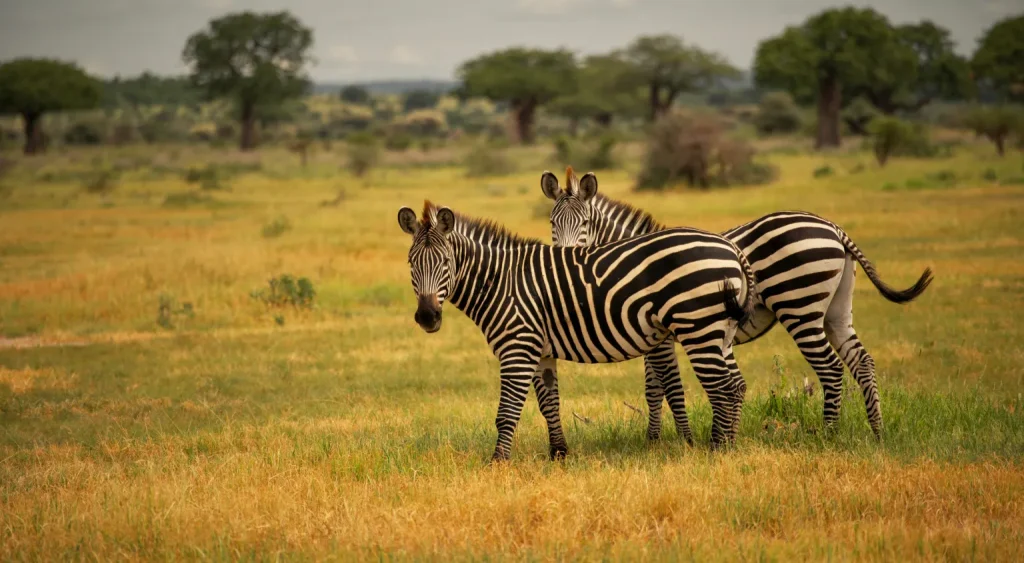 Tanzania Southern Safaris