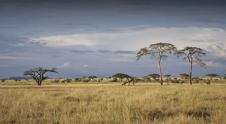 Tanzania Dry Season