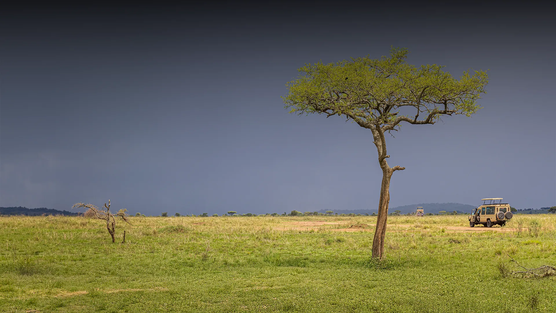 Exploring How Weather and Wildlife Determine the Best Time for Tanzania Travel