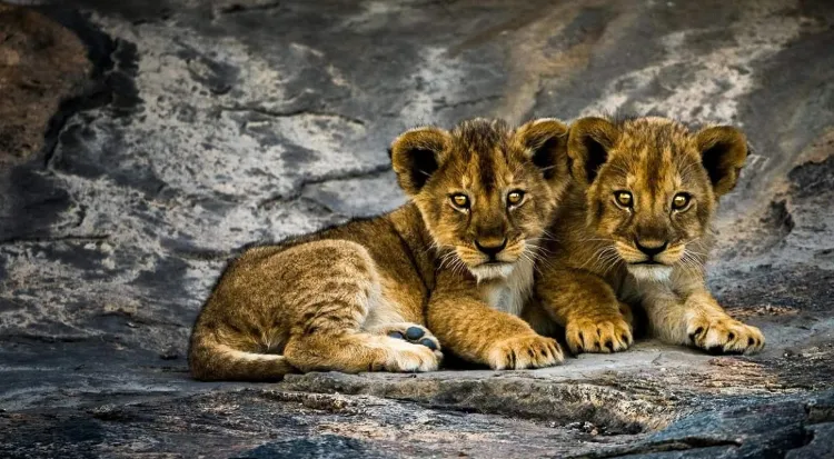 Tanzania Safari Activities