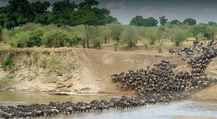 Wildebeest River Crossings