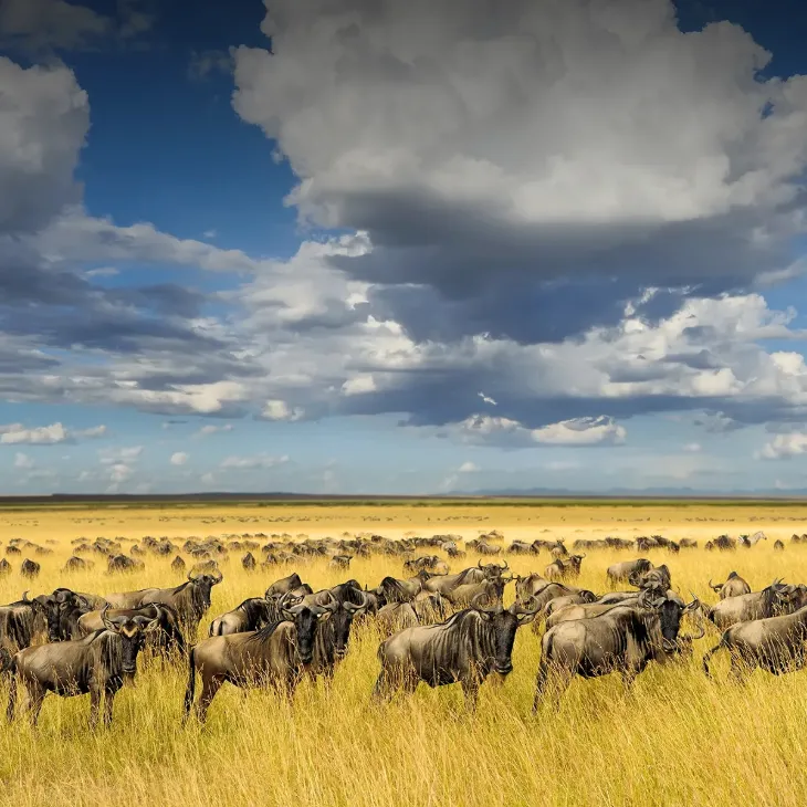 4 Days &ndash; Migration Package