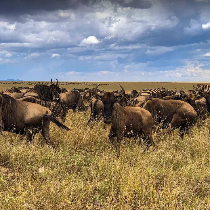 4 Days &ndash; Migration Package