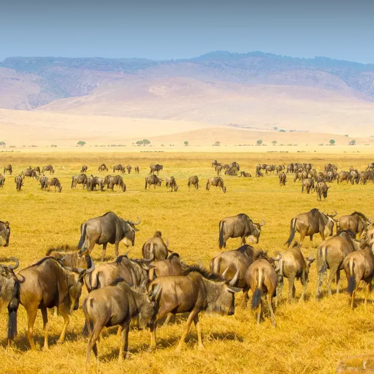 5 Days &ndash; Migration Package