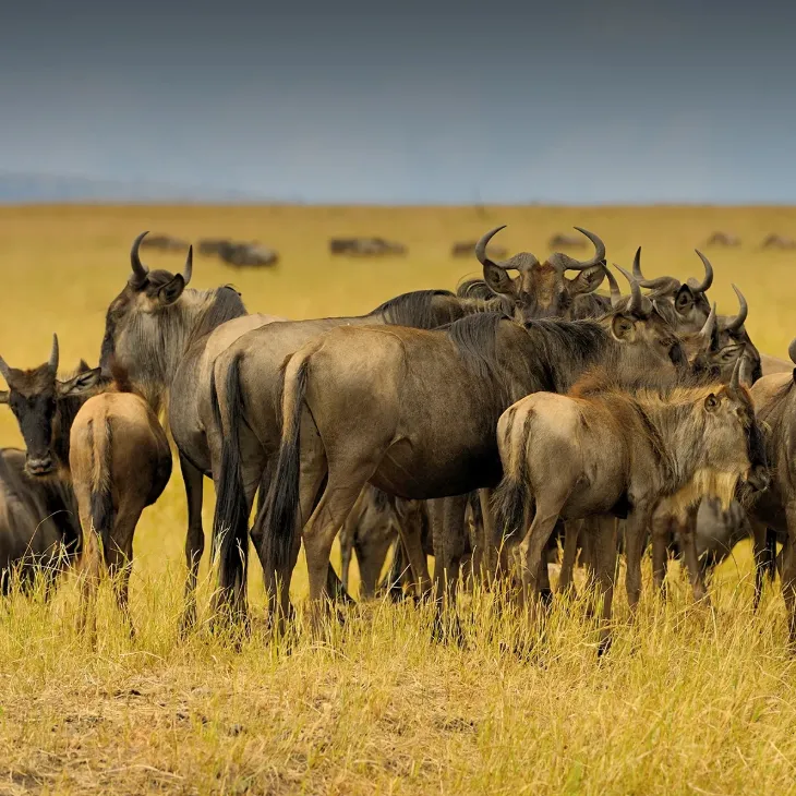 6 Days &ndash; Migration Package