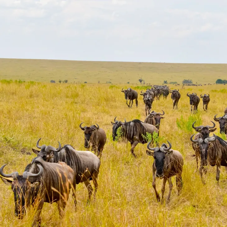 7 Days &ndash; Migration Package