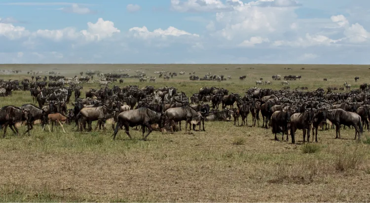 Serengeti Migration Safari