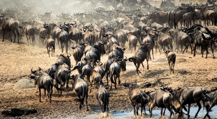 Serengeti Wildebeest Migration