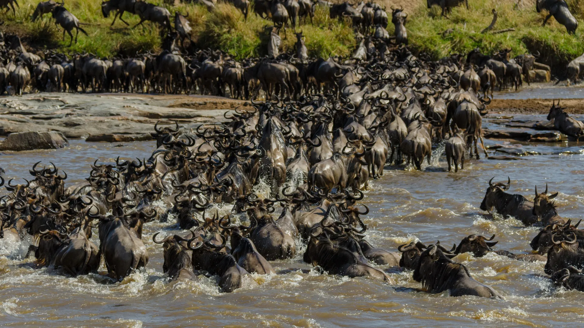 How to Plan a Serengeti Migration Safari Without Guesswork