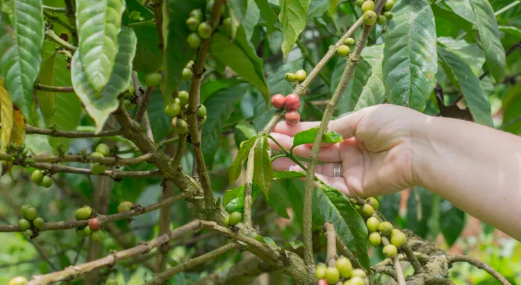 Arusha Local Coffee Plantations