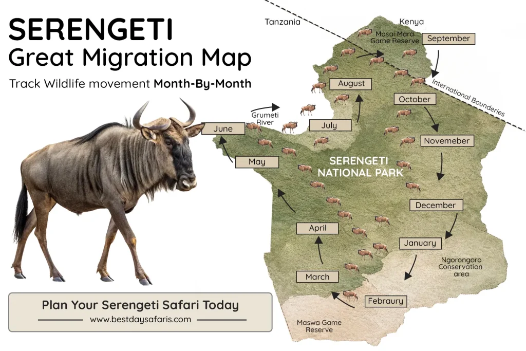 Serengeti Migrations