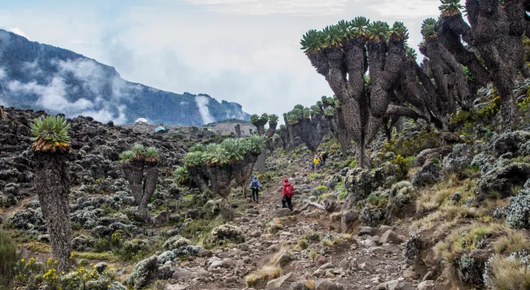 Climb Kilimanjaro Cost 