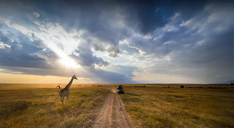 Tanzania Safari Cost