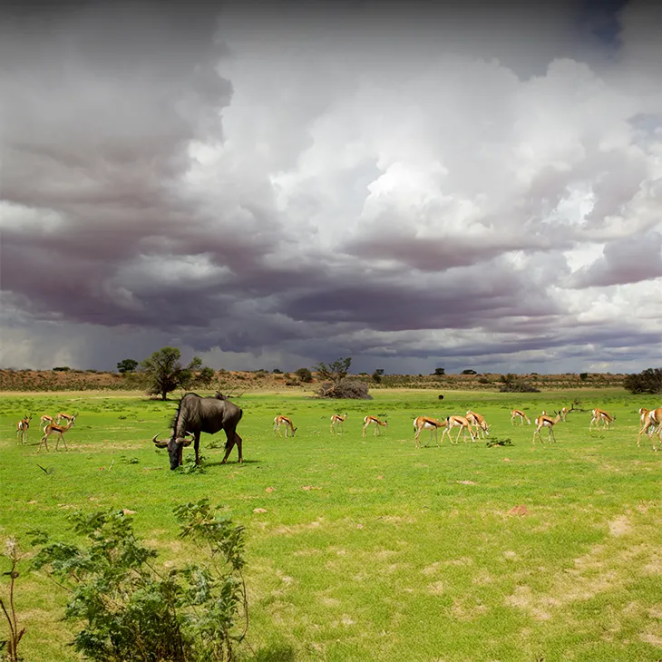 Tanzania Wildlife Safari