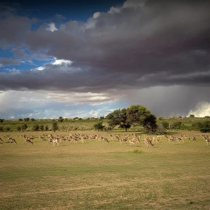 Tanzania Wildlife Safari