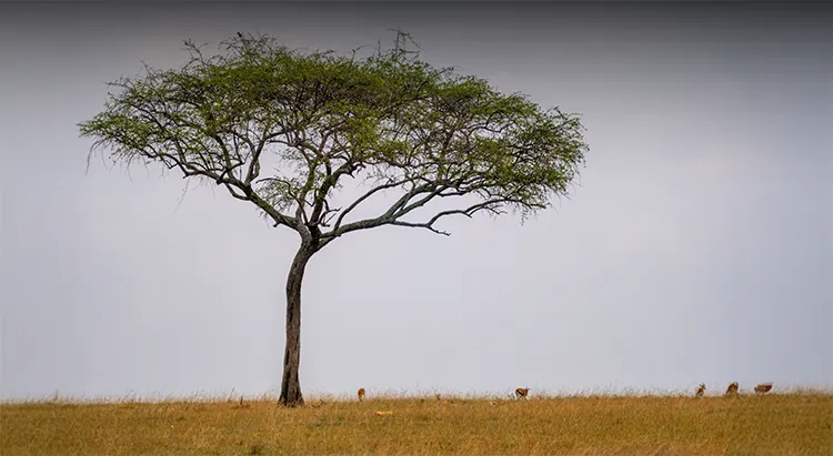 Tanzania Rainy Season 