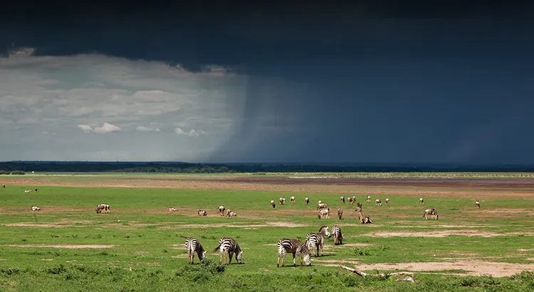 Tanzania Safari Experience