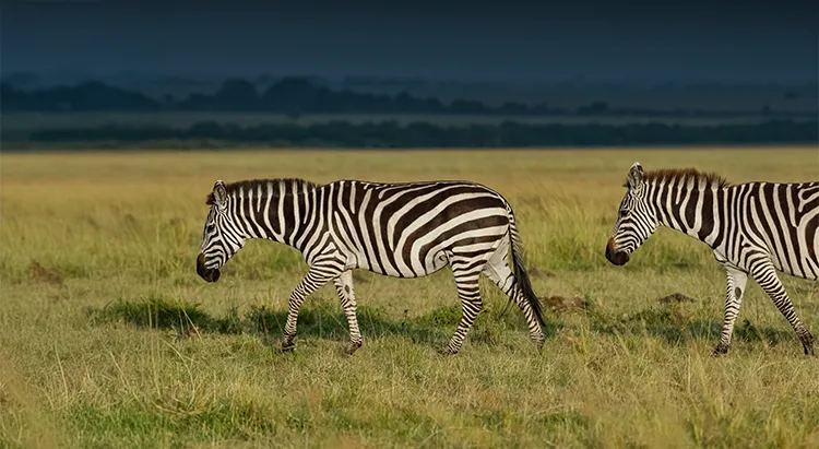 Tanzania safari in rainy season