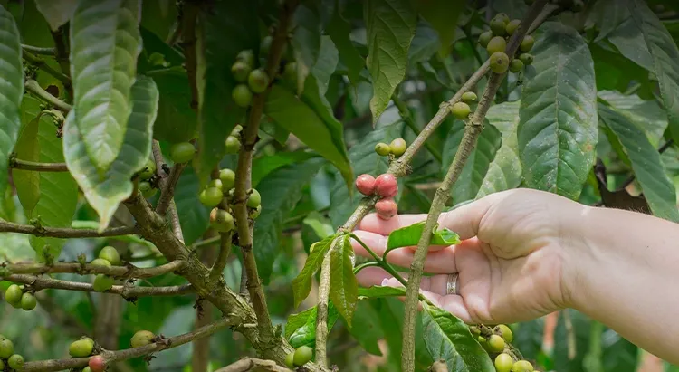 Arusha coffee plantation