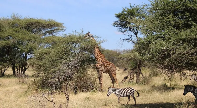 Tanzania Classic Safari
