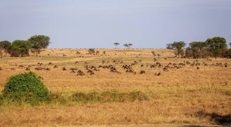 5-day Tanzania safari itinerary 