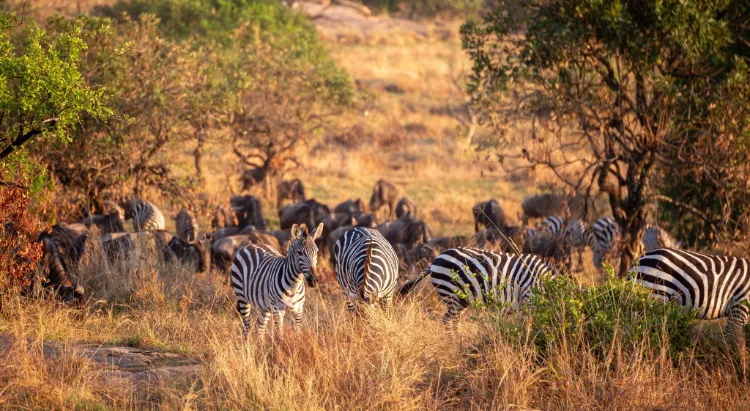 7-day Tanzania safari itinerary