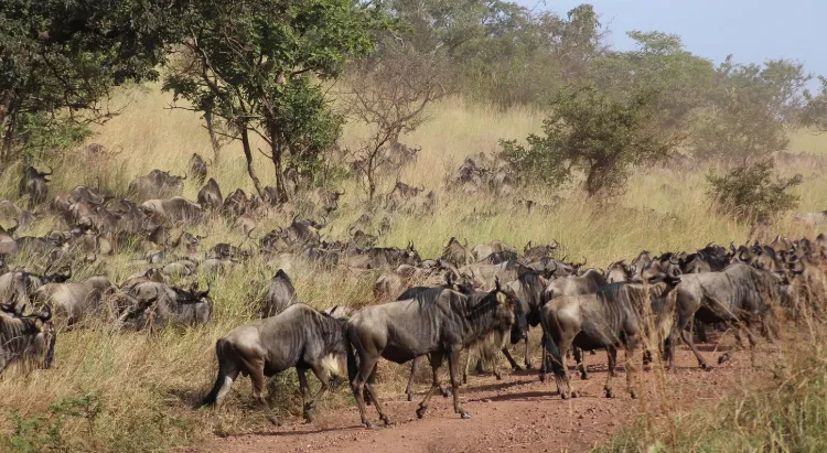 8 Days Migration Safari in Tanzania