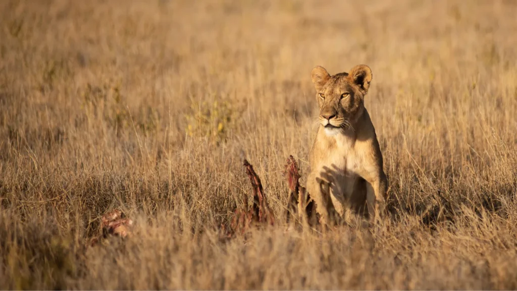 How to Choose the Best Safaris in Tanzania in 2026