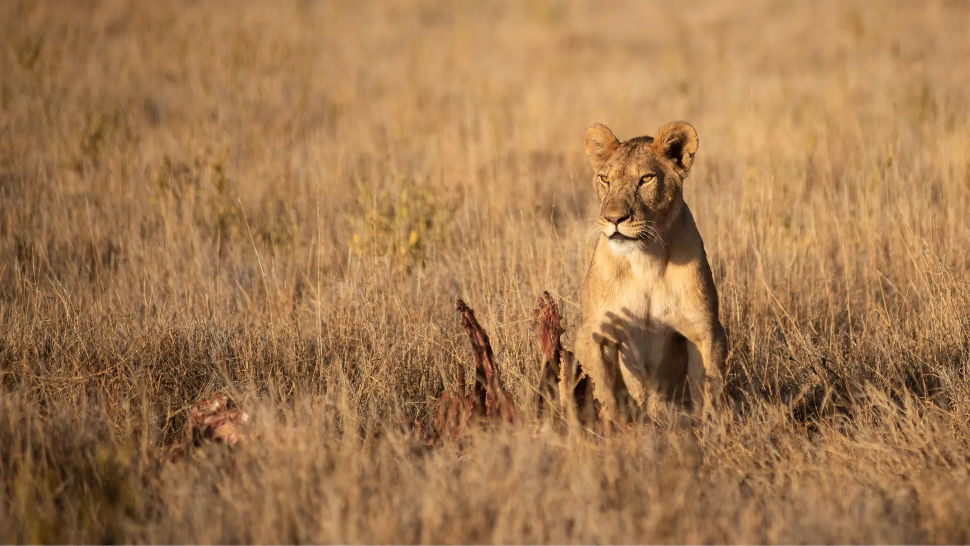 How to Choose the Best Safaris in Tanzania in 2026