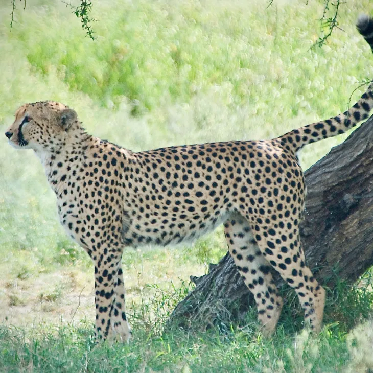 Ngorongoro Crater Safari